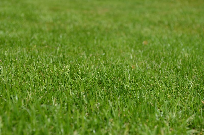 Fruitful Yards