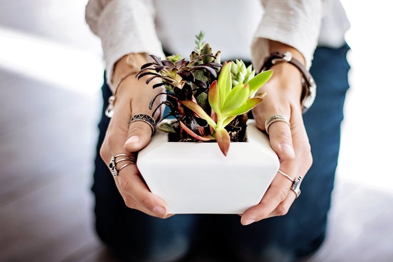 Indoor Herb Growing