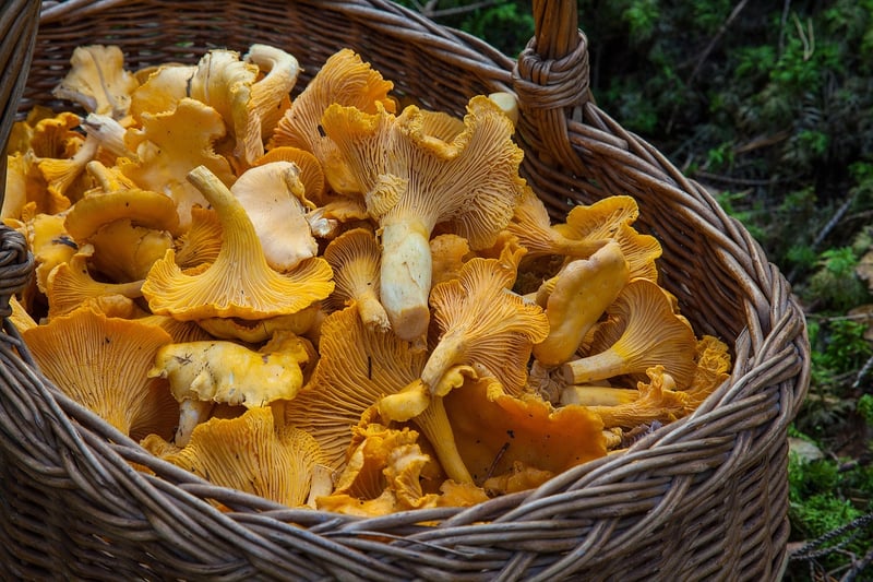 Ornamental Edibles