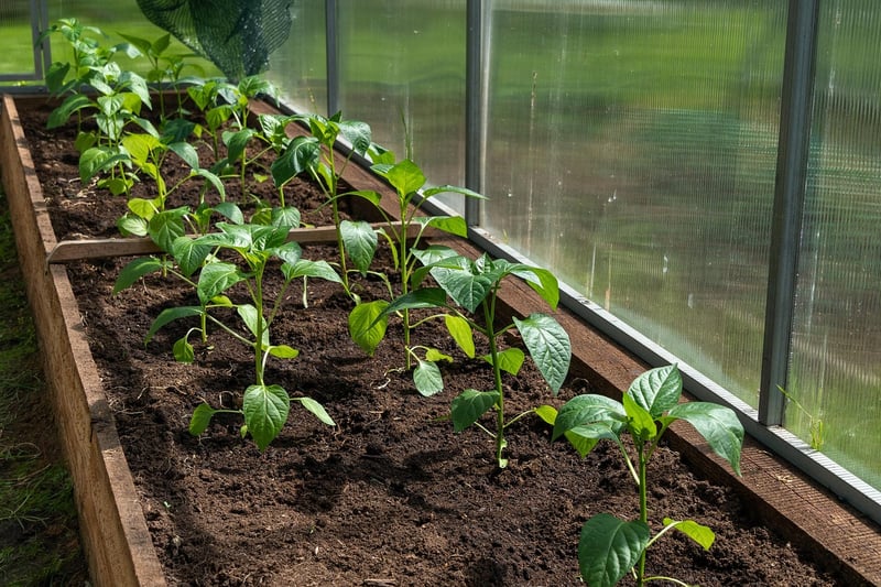 Greenhouse with vertical hydroponics